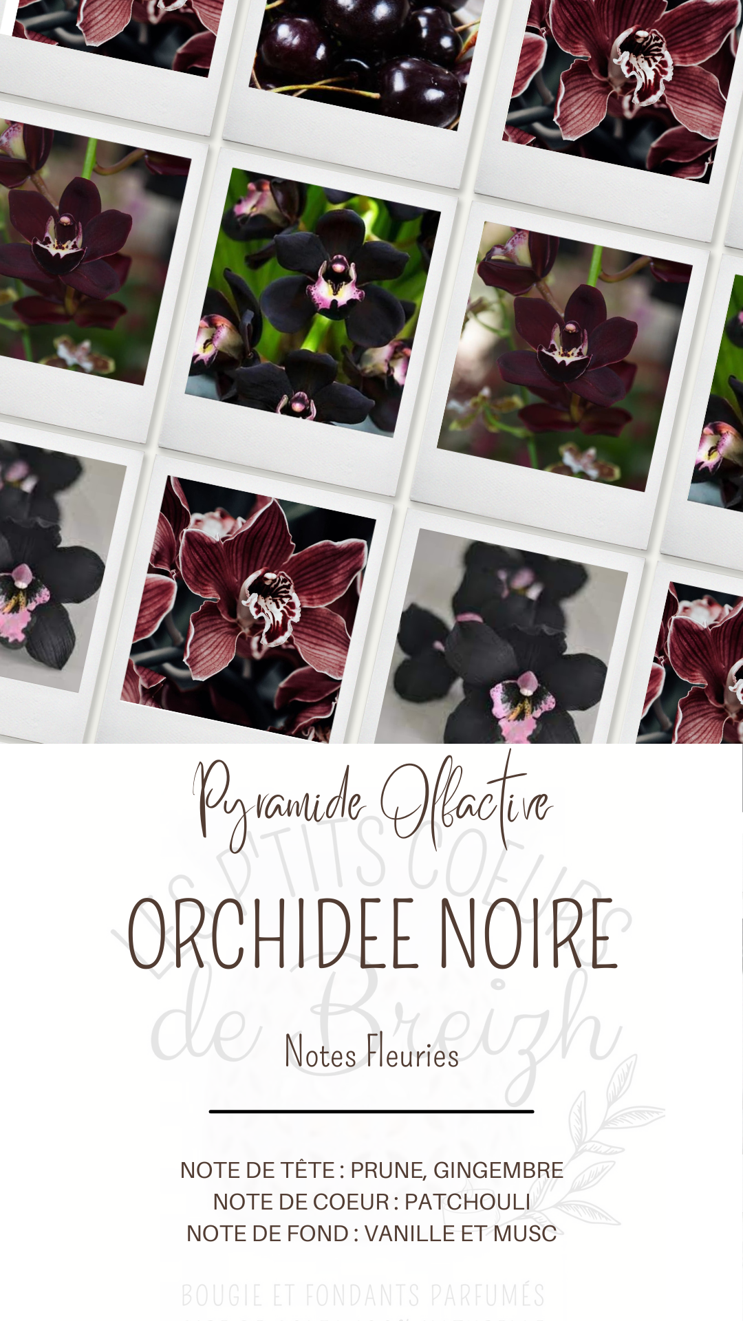 orchid%C3%A9e%20noire.png